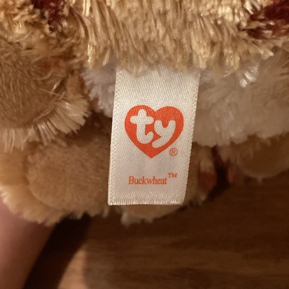 Buckwheat the lynx - Picture 2 of 3